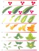 Рисование листьев в петриковской росписи
